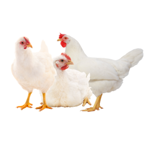 CHICKEN ALIVE